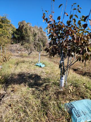 강동신님의 감 · 영농일지 작성글 사진