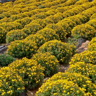 정강화님의 기타작물 · 영농일지 작성글 사진