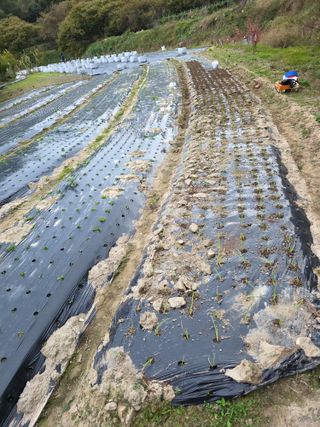 열정님의 마늘 · 영농일지 작성글 사진