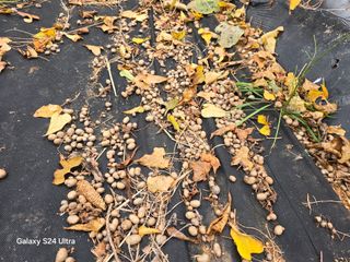 심기정님의 기타작물 · 영농일지 작성글 사진