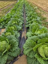 백현호님의 작성글 사진