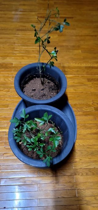 산솔바람님의 기타작물 · 영농일지 작성글 사진