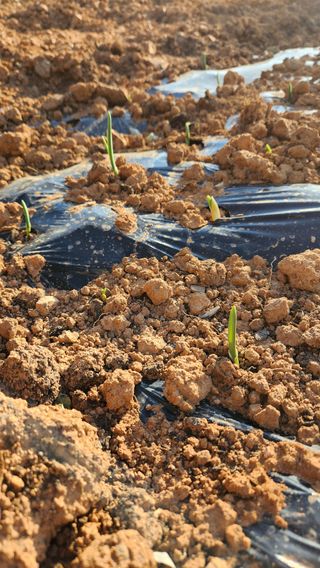 봉담고추님의 마늘 · 영농일지 작성글 사진