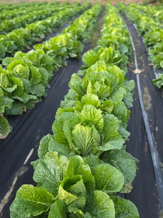 박용열조물주님 님의 고추 · 영농일지 작성글 사진