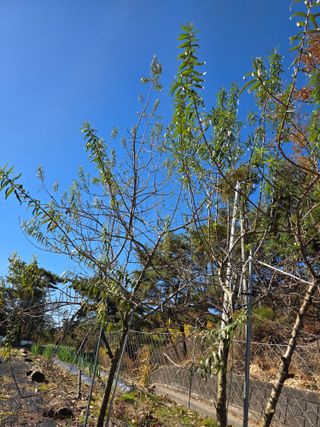 행운아님의 기타작물 · 영농일지 작성글 사진