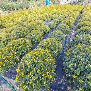 정강화님의 기타작물 · 영농일지 작성글 사진