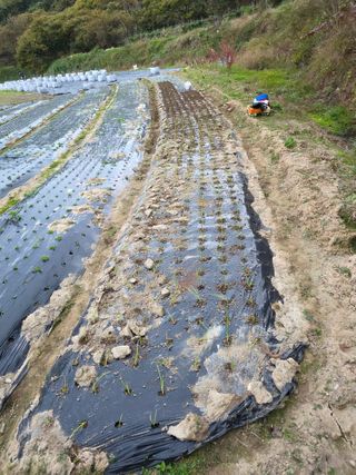 열정님의 마늘 · 영농일지 작성글 사진