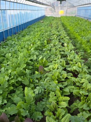 박용열조물주님 님의 고추 · 영농일지 작성글 사진