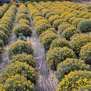 정강화님의 기타작물 · 영농일지 작성글 사진
