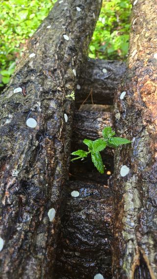 박상준님의 버섯 · 영농일지 작성글 사진