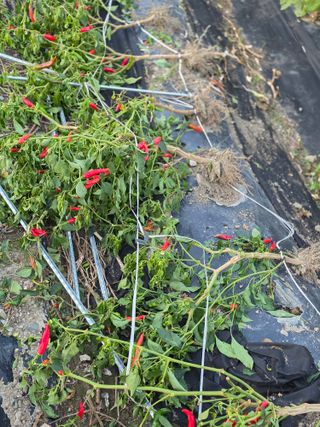 박용열조물주님 님의 고추 · 영농일지 작성글 사진