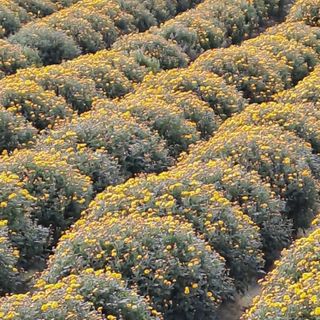 정강화님의 기타작물 · 영농일지 작성글 사진