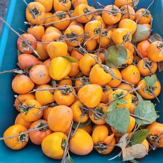 꽂다지님의 기타작물 · 영농일지 작성글 사진