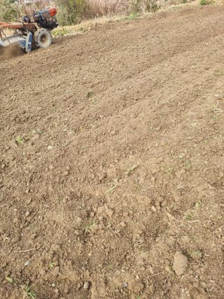 논산푸른팜님의 마늘 · 영농일지 작성글 사진