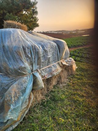김저팔계님의 배추 · 영농일지 작성글 사진
