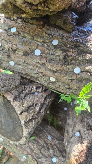 박상준님의 버섯 · 영농일지 작성글 사진