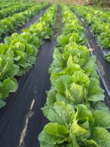 팜모닝 고추·영농일지 게시글 이미지