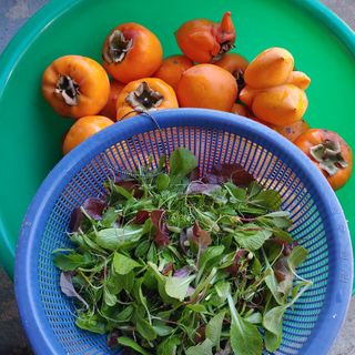 꽂다지님의 기타작물 · 영농일지 작성글 사진