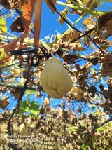 팜모닝 기타작물·영농일지 게시글 이미지