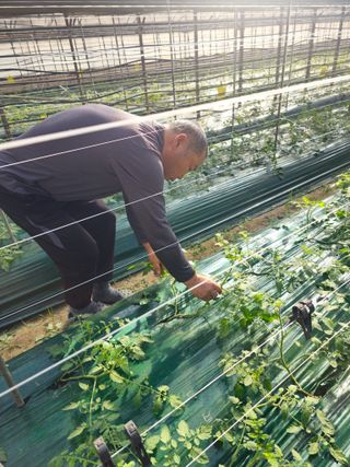 한혜경님의 토마토 · 영농일지 작성글 사진