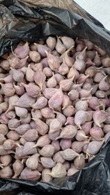 팜모닝 마늘·영농일지 게시글 이미지