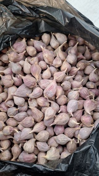 오남현님의 마늘 · 영농일지 작성글 사진