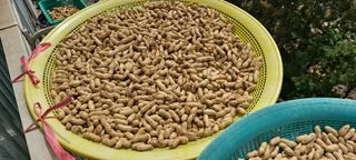 횡성농원님의 기타작물 · 영농일지 작성글 사진