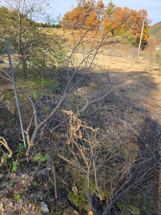 행운아님의 고추 · 영농일지 작성글 사진