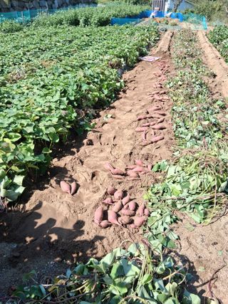 횡성농원님의 고구마 · 영농일지 작성글 사진