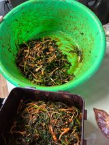 팜모닝 파·영농일지 게시글 이미지