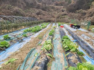 송용근님의 배추 · 영농일지 작성글 사진