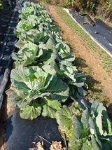 팜모닝 기타작물·영농일지 게시글 이미지