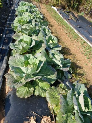 땅콩맘님의 기타작물 · 영농일지 작성글 사진