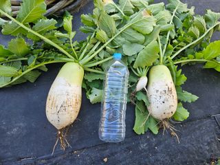 김인수님의 기타작물 · 영농일지 작성글 사진