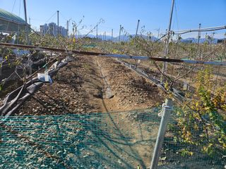 김인하님의 복숭아 · 영농일지 작성글 사진