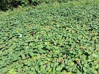 횡성농원님의 고구마 · 영농일지 작성글 사진