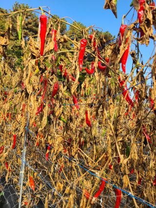 산곡동농장님의 고추 · 영농일지 작성글 사진