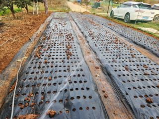 벙개도리님의 기타작물 · 영농일지 작성글 사진