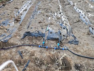 박미아님의 마늘 · 영농일지 작성글 사진