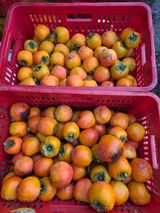 팜모닝 감·영농일지 게시글 이미지