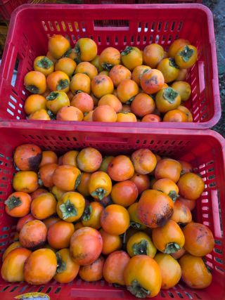 상주백수농원 님의 감 · 영농일지 작성글 사진