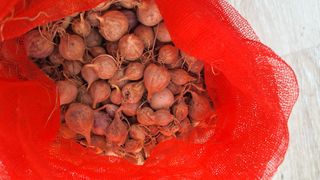 오남현님의 마늘 · 영농일지 작성글 사진