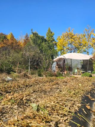 조용오님의 콩 · 영농일지 작성글 사진