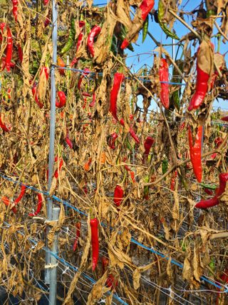산곡동농장님의 고추 · 영농일지 작성글 사진