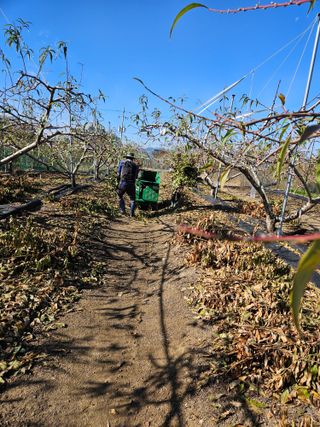 김인하님의 복숭아 · 영농일지 작성글 사진