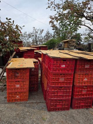 상주백수농원 님의 감 · 영농일지 작성글 사진