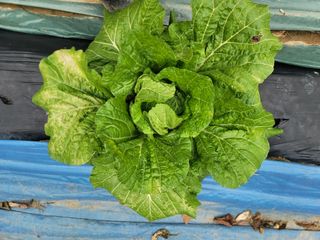 송용근님의 배추 · 영농일지 작성글 사진