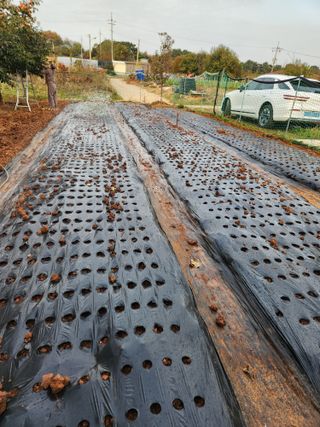벙개도리님의 기타작물 · 영농일지 작성글 사진