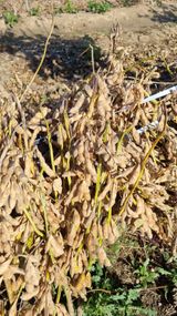 팜모닝 콩·영농일지 게시글 이미지