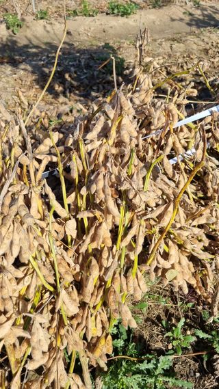 믿고사는농원-송미경님의 콩 · 영농일지 작성글 사진